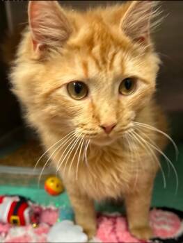 Rescue Domestic Medium Hair Cats for Adoption in Mullica, New Jersey - Mufasa | PetCurious