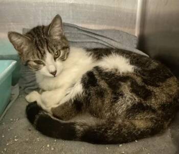 Velma -  Domestic Short Hair Cat for Adoption in Fort Worth, Texas - Velma | PetCurious