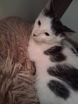 PlayStation -  Domestic Short Hair Cat for Adoption in Trenton, New Jersey - PlayStation | PetCurious