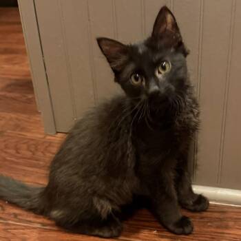 Hank -  Domestic Short Hair Cat for Adoption in Prosper, Texas - Hank | PetCurious