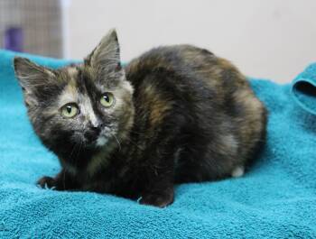 Tortoiseshell Cats Available for Adoption - Amore | PetCurious