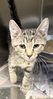If 13 -  Domestic Short Hair Cat for Adoption in Lawrenceville, Georgia - If 13 | PetCurious