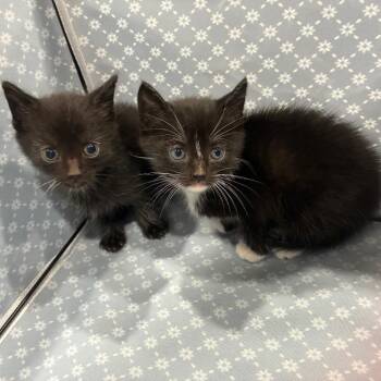 Gordito -  Domestic Short Hair Cat for Adoption in Richmond Hill, Georgia - Gordito | PetCurious