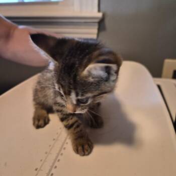 Kendra -  Domestic Short Hair Cat for Adoption in Bedford, New Hampshire - Kendra | PetCurious