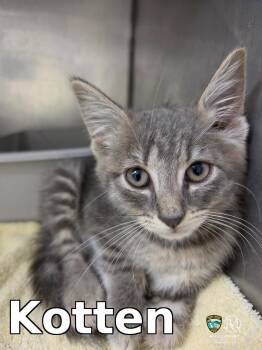 Kotten -  Domestic Short Hair Cat for Adoption in Rocky Mount, North Carolina - Kotten | PetCurious