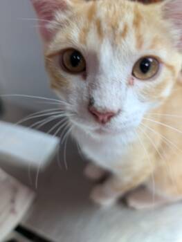 Rescue Domestic Short Hair Cats for Adoption in Leander, Texas - Koop | PetCurious