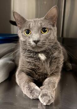 Mama Moneybags -  Domestic Short Hair Cat for Adoption in Ocala, Florida - Mama Moneybags | PetCurious
