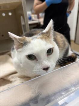 HONEY -  Domestic Short Hair Cat for Adoption in Derwood, Maryland - HONEY | PetCurious