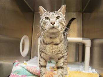 Domestic Short Hair Cats Available for Adoption in Phoenix, Arizona - DENVER | PetCurious