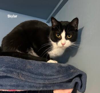Domestic Short Hair Cats Available for Adoption in Windsor, Connecticut - Skylar | PetCurious
