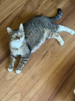 Daisy -  Domestic Short Hair Cat for Adoption - Daisy | PetCurious