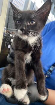 DONATELLO -  Domestic Short Hair Cat for Adoption in Dallas, Texas - DONATELLO | PetCurious