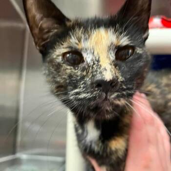 Pepper -  Domestic Short Hair Cat for Adoption in Mentor, Ohio - Pepper | PetCurious