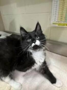 Bert -  Domestic Medium Hair Cat for Adoption in Manitowoc, Wisconsin - Bert | PetCurious