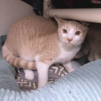Pants -  Domestic Short Hair Cat for Adoption in York, Pennsylvania - Pants | PetCurious
