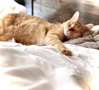 Geoffrey -  Domestic Short Hair and Tabby Cat for Adoption in Dallas, Texas - Geoffrey | PetCurious