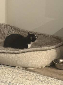 Domestic Short Hair Cats Available for Adoption - Pickles | PetCurious