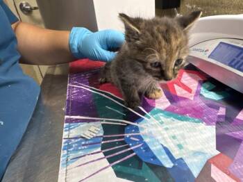 Domestic Short Hair Cats Available for Adoption in Riverside, California - FLOR | PetCurious