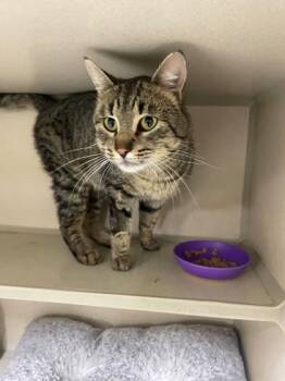 Domestic Short Hair Cats Available for Adoption - Fang | PetCurious