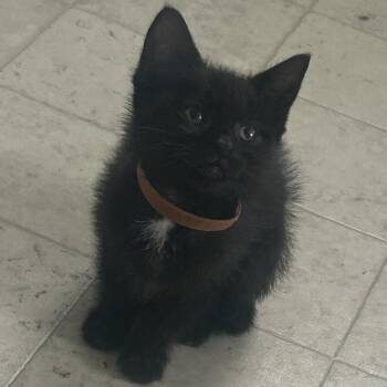 Freyja -  Domestic Short Hair Cat for Adoption in York, Pennsylvania - Freyja | PetCurious