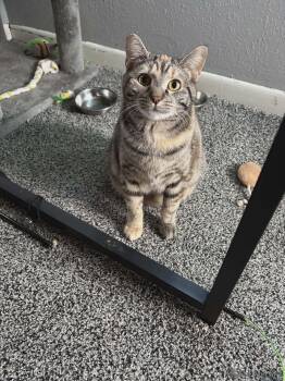 Tortoiseshell and Tabby Cats Available for Adoption - Taco - Mexican Food Litter | PetCurious