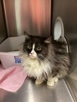 Domestic Long Hair Cats Available for Adoption - Corky | PetCurious