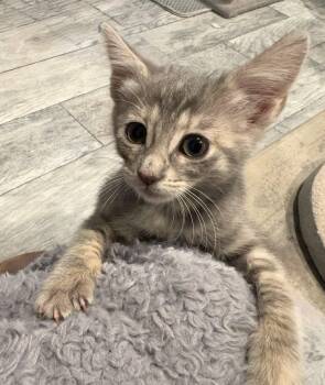 Ellie -  Tabby and Domestic Short Hair Cat for Adoption in Mission Viejo, California - Ellie | PetCurious