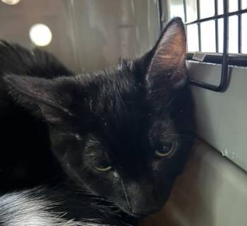 Jamie -  Domestic Short Hair Cat for Adoption in Cincinnati, Ohio - Jamie | PetCurious