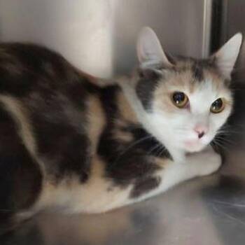Wasabi -  Domestic Short Hair Cat for Adoption in Lake Havasu City, Arizona - Wasabi | PetCurious