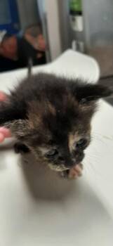 Ursula -  Domestic Short Hair Cat for Adoption in Georgetown, Ohio - Ursula | PetCurious