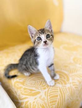 Ipu -  Domestic Medium Hair and Domestic Short Hair Cat for Adoption in Honolulu, Hawaii - Ipu | PetCurious