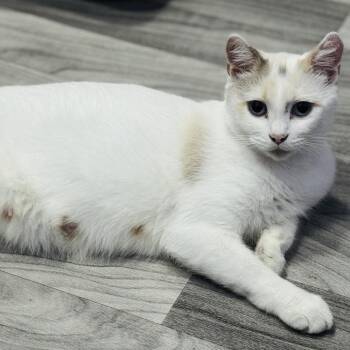 Salad -  Domestic Short Hair Cat for Adoption in Chattanooga, Tennessee - Salad | PetCurious