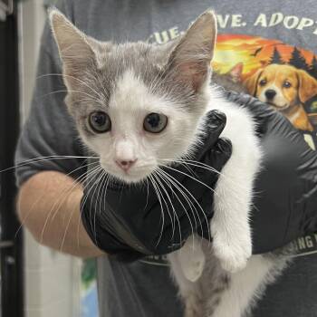 Dozer -  Domestic Short Hair Cat for Adoption in Lufkin, Texas - Dozer | PetCurious