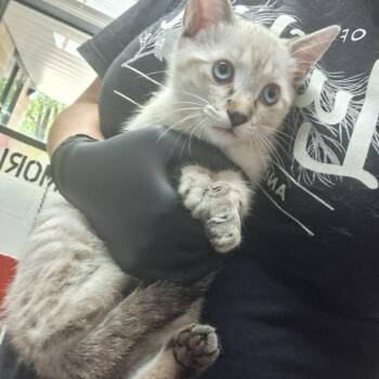 Arya -  Domestic Short Hair Cat for Adoption in Lufkin, Texas - Arya | PetCurious