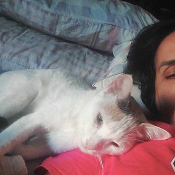 Rescue Turkish Van Cats for Adoption in Mississauga, Ontario - Golly Dolly MOLLY | PetCurious