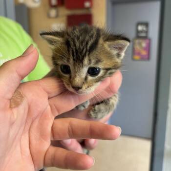 Rico Suave -  Domestic Short Hair Cat for Adoption in Roxboro, North Carolina - Rico Suave | PetCurious
