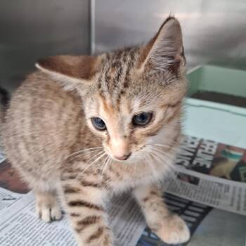 Birdo -  Domestic Short Hair Cat for Adoption in Auburn, Alabama - Birdo | PetCurious