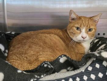 Tanya Tucker -  Domestic Short Hair Cat for Adoption in Oak Ridge, Tennessee - Tanya Tucker | PetCurious