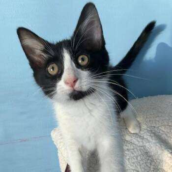 Chapter -  Domestic Long Hair Cat for Adoption in Pontiac, Illinois - Chapter | PetCurious