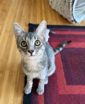 Rescue Domestic Short Hair Cats for Adoption in Chandler, Arizona - Dos Girard | PetCurious