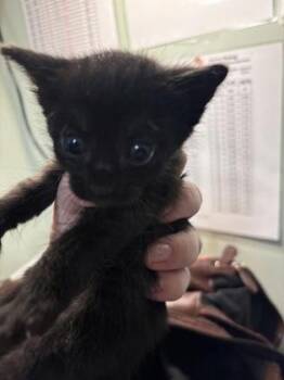 Brielle -  Domestic Short Hair Cat for Adoption in Picayune, Mississippi - Brielle | PetCurious