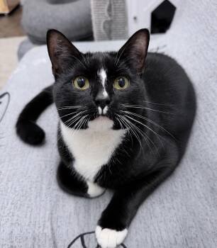 Pawson -  American Shorthair Cat for Adoption in Philadelphia, Pennsylvania - Pawson | PetCurious