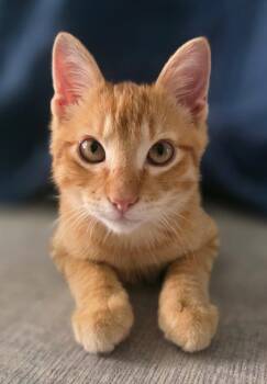 Ricky -  Domestic Short Hair Cat for Adoption in Frisco, Texas - Ricky | PetCurious