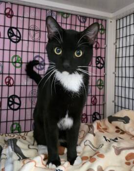 Domestic Short Hair Cats Available for Adoption in Trenton, New Jersey - Pemberton | PetCurious