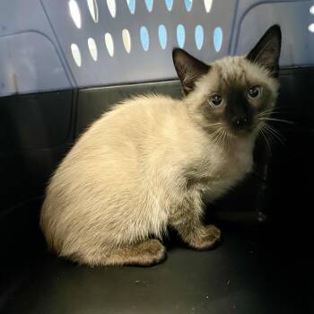 Sweet Dreams -  Domestic Short Hair Cat for Adoption in Carencro, Louisiana - Sweet Dreams | PetCurious