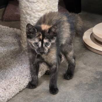 Qutie -  Domestic Short Hair Cat for Adoption in Lenexa, Kansas - Qutie | PetCurious