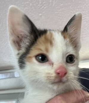 Rescue Domestic Short Hair Cats for Adoption in West Memphis, Arkansas - Holly | PetCurious