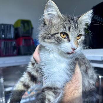 Euphoria -  Domestic Long Hair Cat for Adoption in Matteson, Illinois - Euphoria | PetCurious