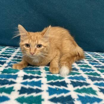 Domestic Long Hair Cats Available for Adoption - Pooh | PetCurious