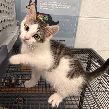 MushMush -  Domestic Short Hair Cat for Adoption in Marshall, Virginia - MushMush | PetCurious